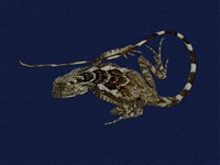 藏品(斯文豪氏攀蜥)的圖片